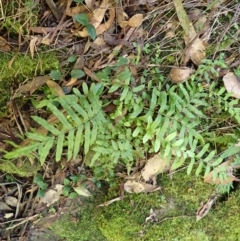 Blechnum minus (Soft Water Fern) at Wingecarribee Local Government Area - 11 Feb 2024 by plants