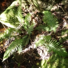 Blechnum nudum (Fishbone Water Fern) at Wingecarribee Local Government Area - 11 Feb 2024 by plants