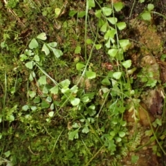 Asplenium flabellifolium (Necklace Fern) at Mittagong - 11 Feb 2024 by plants