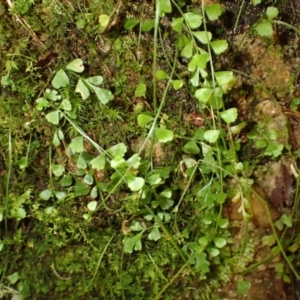 Asplenium flabellifolium at Wingecarribee Local Government Area - 12 Feb 2024