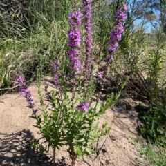 Lythrum salicaria (Purple Loosestrife) at Numeralla, NSW - 11 Feb 2024 by JaneR