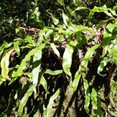 Microsorum pustulatum subsp. pustulatum (Kangaroo Fern) at Mittagong, NSW - 11 Feb 2024 by plants