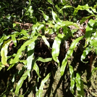 Microsorum pustulatum subsp. pustulatum (Kangaroo Fern) at Mittagong - 11 Feb 2024 by plants