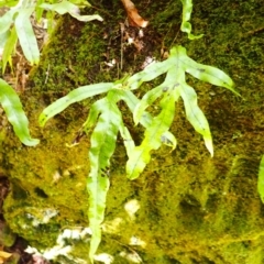 Microsorum pustulatum subsp. pustulatum at Wingecarribee Local Government Area - 12 Feb 2024