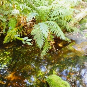 Todea barbara at Wingecarribee Local Government Area - suppressed