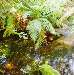 Todea barbara (King Fern) at Mittagong, NSW - 11 Feb 2024 by plants
