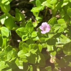 Gratiola peruviana (Australian Brooklime) at Numeralla, NSW - 11 Feb 2024 by JaneR