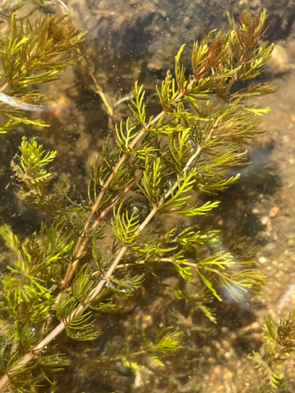Myriophyllum verrucosum at Numeralla, NSW - 11 Feb 2024