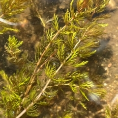Myriophyllum verrucosum (Red Water-milfoil) at Numeralla, NSW - 11 Feb 2024 by JaneR