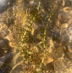 Elodea canadensis at Numeralla, NSW - 11 Feb 2024 04:20 PM