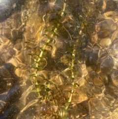 Elodea canadensis (Canadian Pondweed) at Numeralla, NSW - 11 Feb 2024 by JaneR