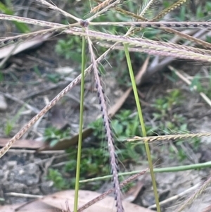 Chloris truncata at Numeralla, NSW - 11 Feb 2024