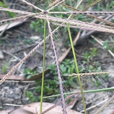 Chloris truncata (Windmill Grass) at Numeralla, NSW - 11 Feb 2024 by JaneR
