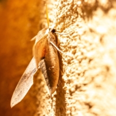 Hippotion scrofa (Coprosma Hawk Moth) at Chapman, ACT - 11 Feb 2024 by SWishart