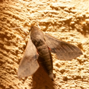 Hippotion scrofa at Chapman, ACT - 11 Feb 2024 09:28 PM