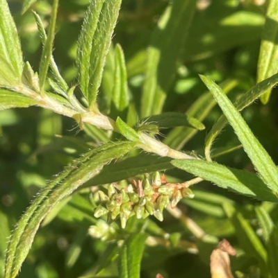 Persicaria prostrata (Creeping Knotweed) at Numeralla, NSW - 11 Feb 2024 by JaneR