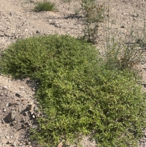 Persicaria prostrata at Numeralla, NSW - 11 Feb 2024