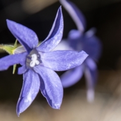 Wahlenbergia stricta subsp. stricta (Tall Bluebell) at Namadgi National Park - 7 Feb 2024 by SWishart