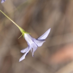 Wahlenbergia stricta subsp. stricta at Namadgi National Park - 7 Feb 2024