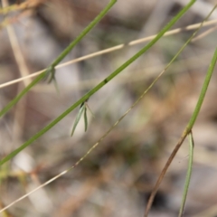 Wahlenbergia stricta subsp. stricta at Namadgi National Park - 7 Feb 2024 11:59 AM