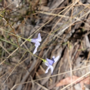 Wahlenbergia stricta subsp. stricta at Namadgi National Park - 7 Feb 2024 11:59 AM