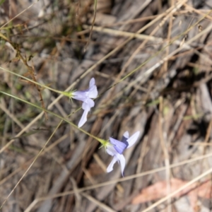 Wahlenbergia stricta subsp. stricta at Namadgi National Park - 7 Feb 2024