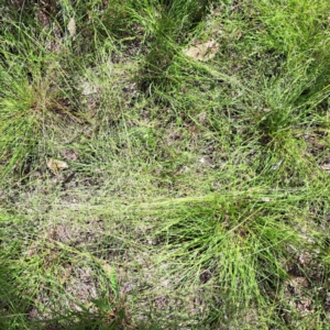 Eragrostis brownii at Mount Majura - 12 Feb 2024