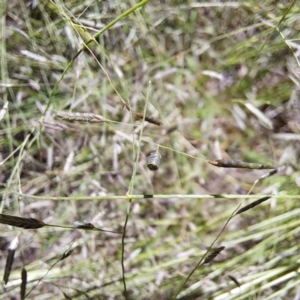 Eragrostis brownii at Mount Majura - 12 Feb 2024