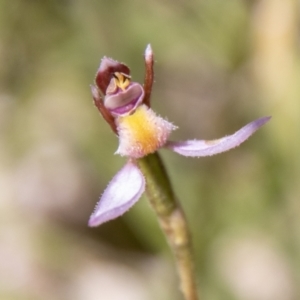 Eriochilus magenteus at Namadgi National Park - suppressed