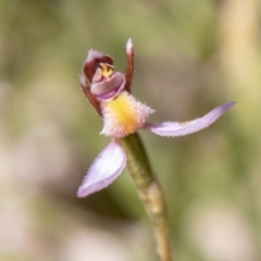 Eriochilus magenteus (Magenta Autumn Orchid) at Namadgi National Park - 7 Feb 2024 by SWishart