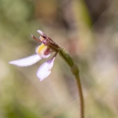 Eriochilus magenteus at Namadgi National Park - suppressed