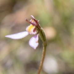 Eriochilus magenteus at Namadgi National Park - suppressed