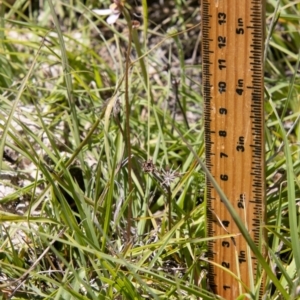 Eriochilus magenteus at Namadgi National Park - suppressed