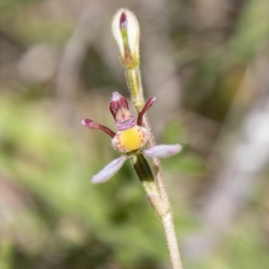 Eriochilus cucullatus at Namadgi National Park - 7 Feb 2024