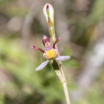 Eriochilus cucullatus (Parson's Bands) at Namadgi National Park - 7 Feb 2024 by SWishart