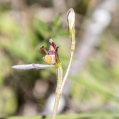 Eriochilus cucullatus at Namadgi National Park - suppressed