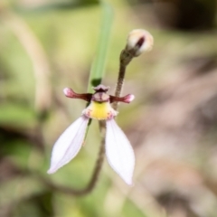 Eriochilus cucullatus at Namadgi National Park - suppressed