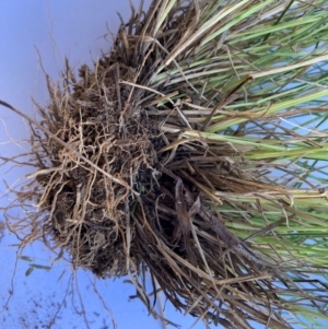 Eragrostis brownii at Hackett, ACT - 12 Feb 2024