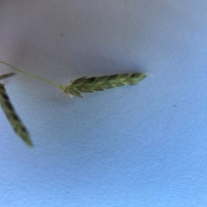 Eragrostis brownii at Hackett, ACT - 12 Feb 2024