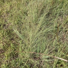 Eragrostis curvula at Mount Majura - 11 Feb 2024