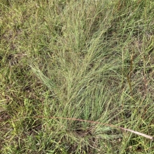 Eragrostis curvula at Mount Majura - 11 Feb 2024 10:38 AM