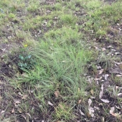 Eragrostis curvula at Mount Majura - 11 Feb 2024 10:38 AM