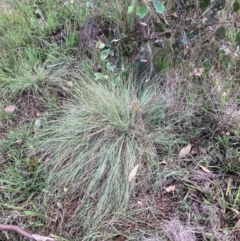 Eragrostis curvula at Mount Majura - 11 Feb 2024