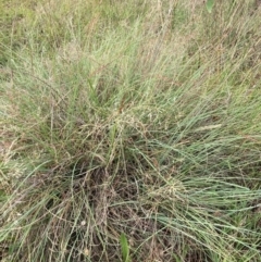 Eragrostis curvula at Mount Majura - 11 Feb 2024 10:38 AM