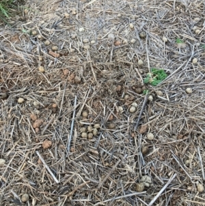 Oryctolagus cuniculus at Mount Majura - 9 Feb 2024