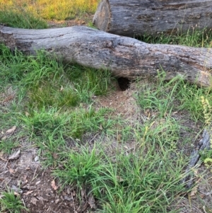 Oryctolagus cuniculus at Mount Majura - 9 Feb 2024