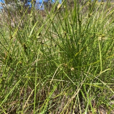 Carex inversa (Knob Sedge) at Watson, ACT - 11 Feb 2024 by waltraud
