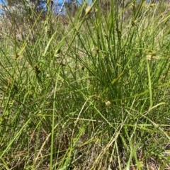 Carex inversa (Knob Sedge) at Mount Majura - 11 Feb 2024 by waltraud