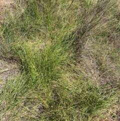 Carex inversa at Mount Majura - 11 Feb 2024