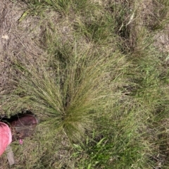 Nassella trichotoma (Serrated Tussock) at The Fair, Watson - 11 Feb 2024 by waltraud